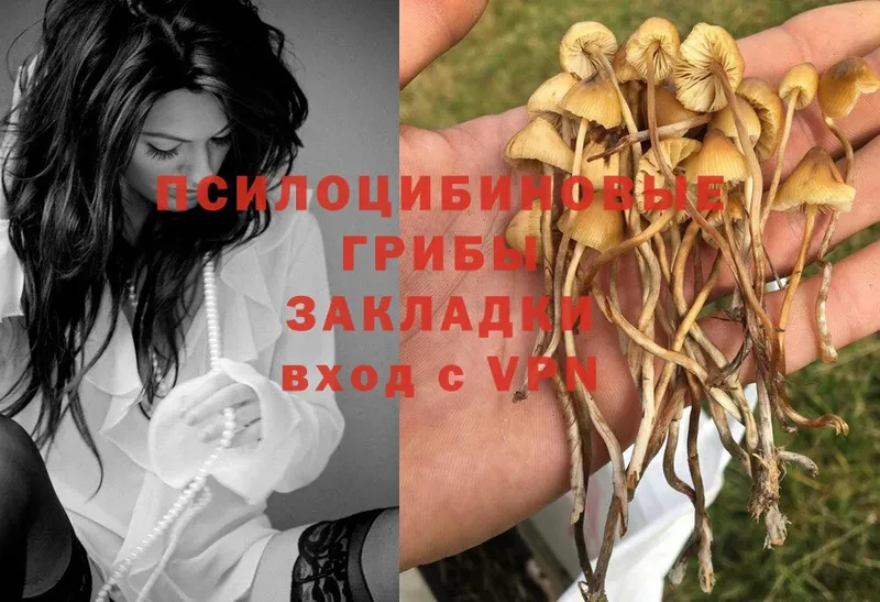 Галлюциногенные грибы MAGIC MUSHROOMS  наркота  Зеленодольск 